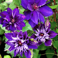 Clematis Shin-Shigyoku på lager medium marts